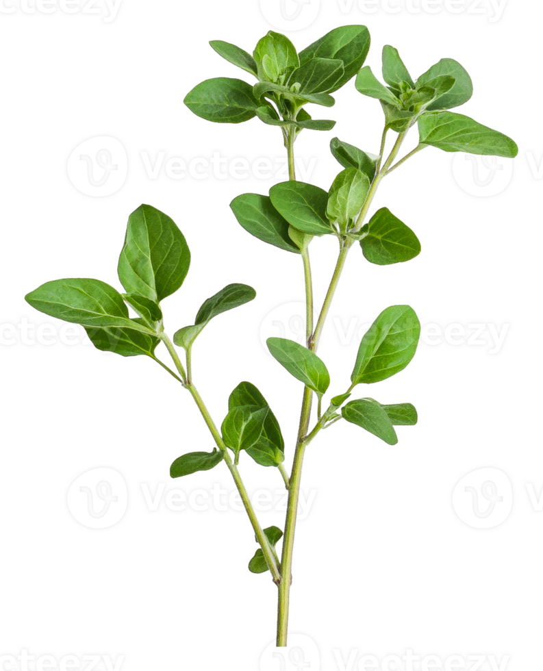 Fresh oregano sprig with vibrant green leaves png