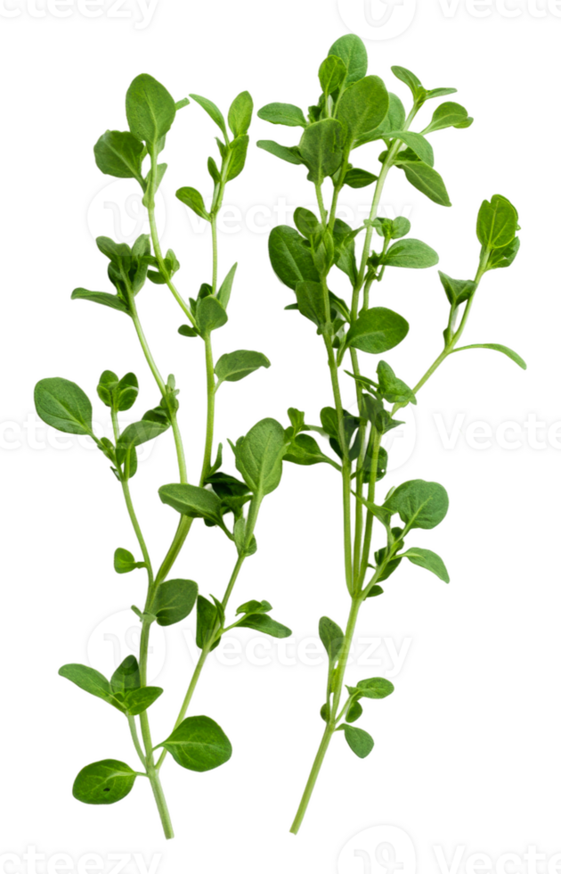 Fresh oregano sprigs on a clean white background png