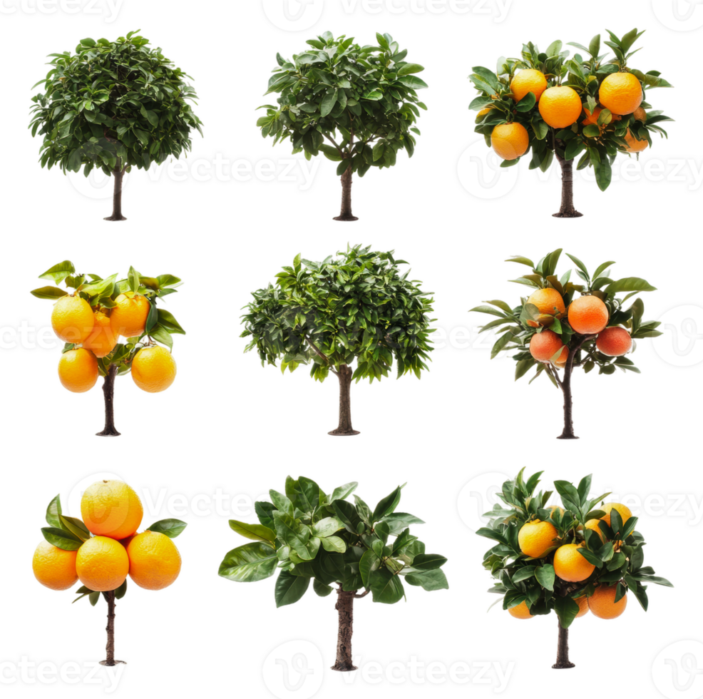 Citrus fruit trees with oranges in bright sunlight png