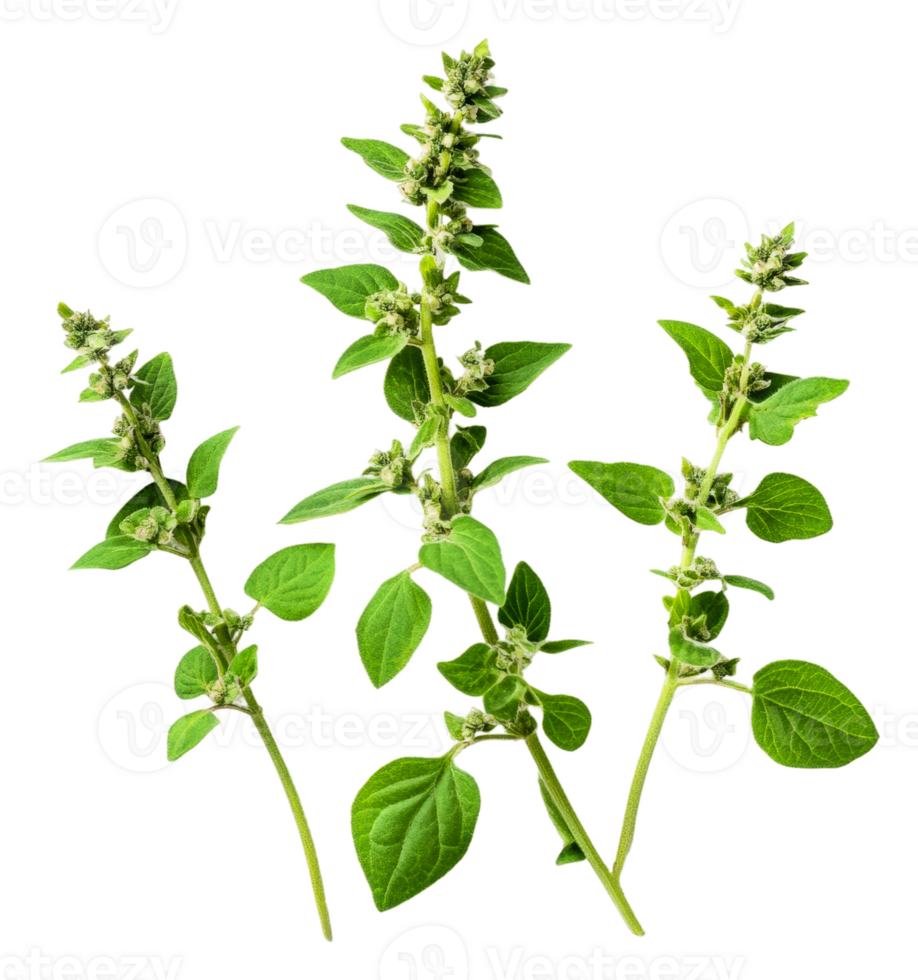 Fresh basil plants on white background in daylight png