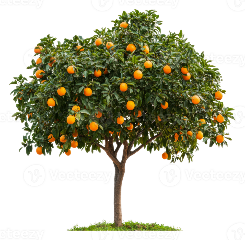 Orange tree with ripe fruit in a sunny orchard png