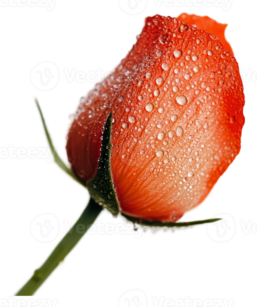 Close-up of a water droplet-covered red rose png