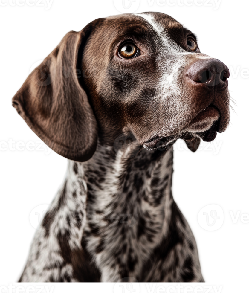 A close-up of a German Shorthaired Pointer indoors png