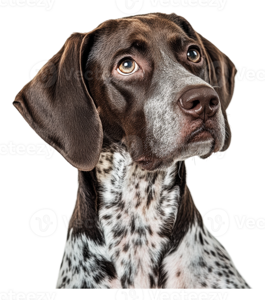 A close-up of a curious brown and white dog png