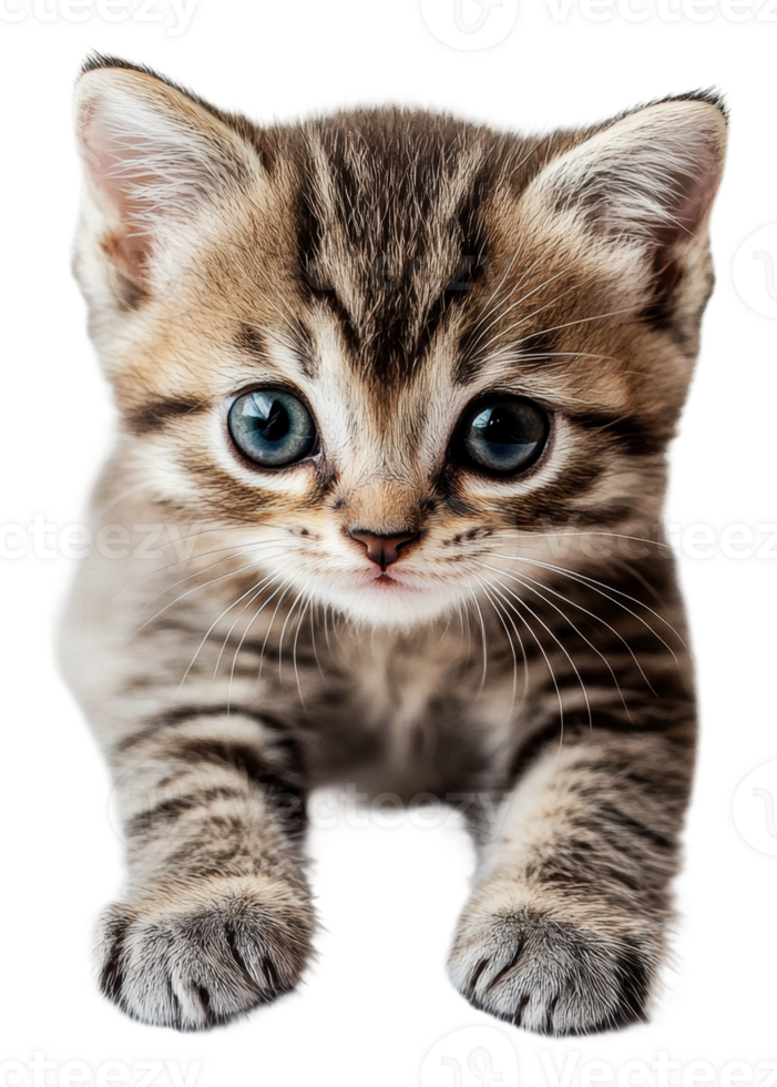 Cute tabby kitten curiously exploring indoors png