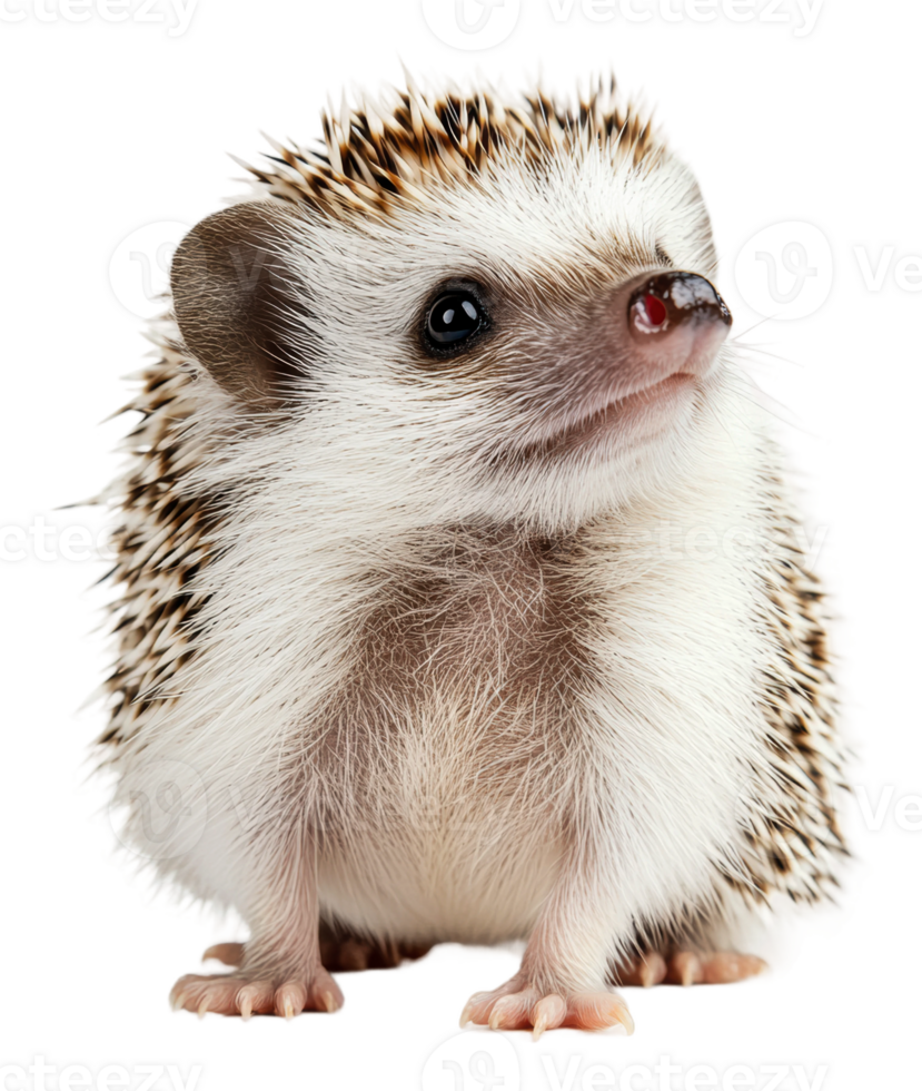 Cute hedgehog exploring indoors in bright light png