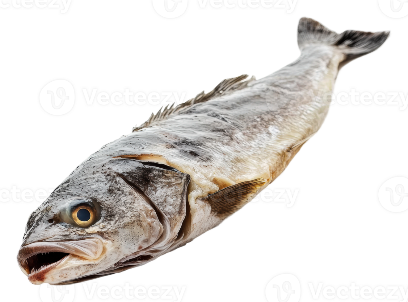 Fresh ocean fish ready for cooking png