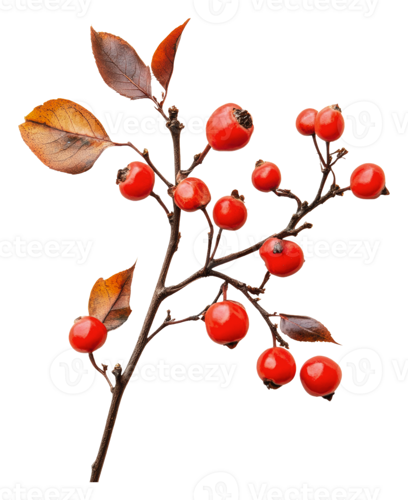 Vibrant red berries with autumn leaves on a branch png
