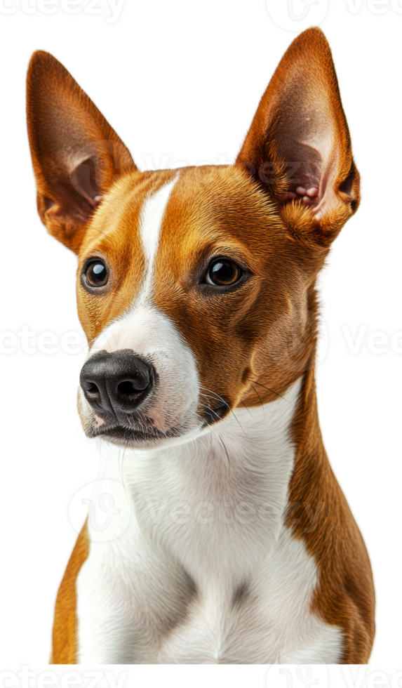 Daylight portrait of a Basenji dog png