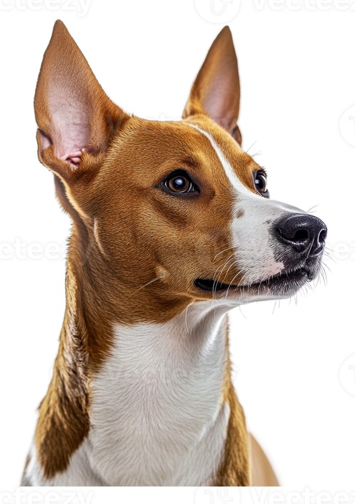 Alert Basenji dog close-up indoors png