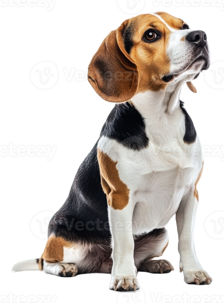 Graceful beagle sitting attentively indoors png