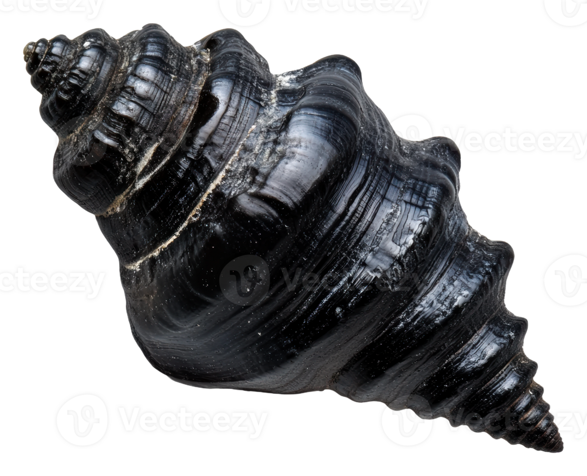 Unique black spiral shell found on the beach png