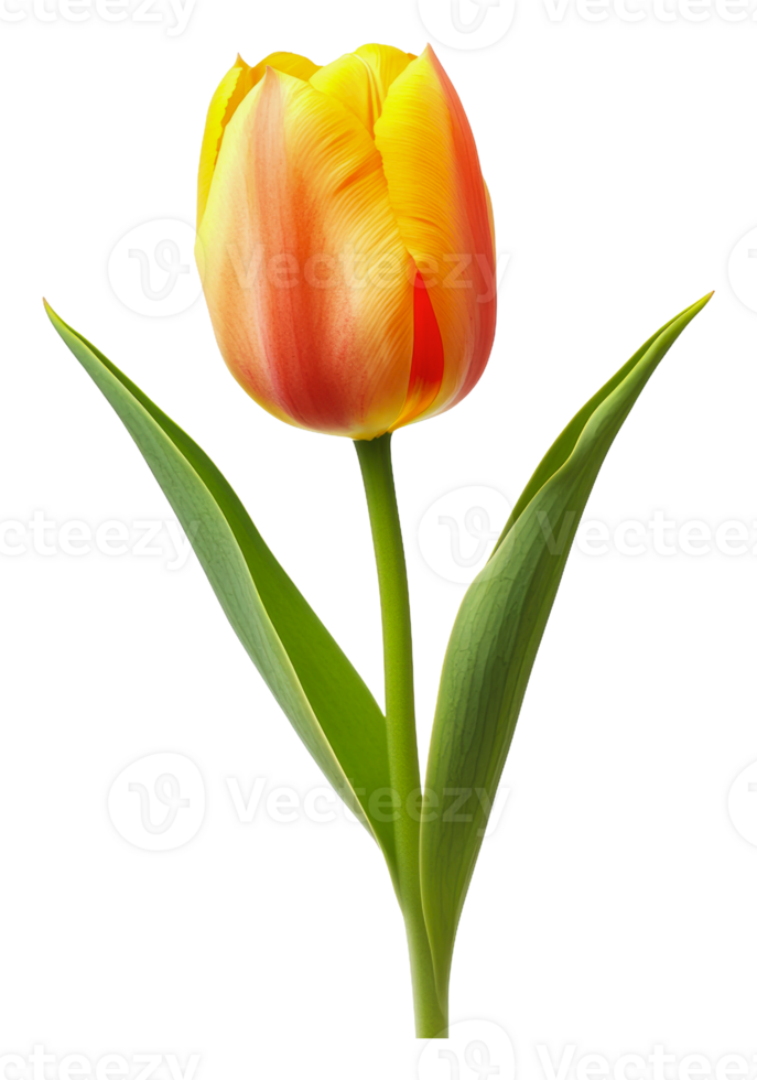 Beautiful red and yellow tulip blooming in spring png