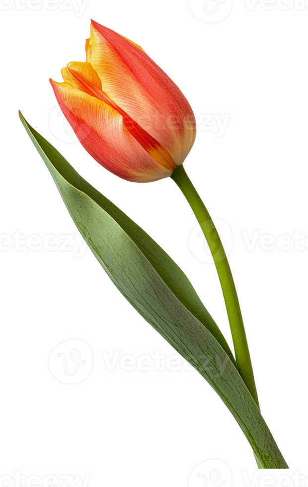 Red and yellow tulip on plain backdrop png