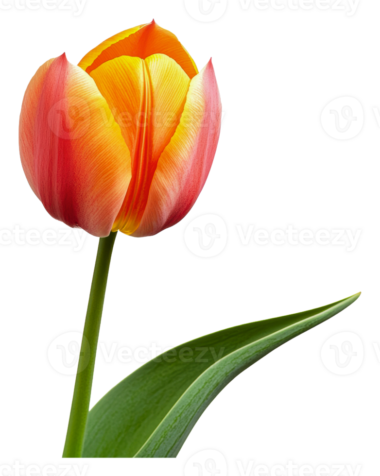 Vibrant tulip bloom in spring png
