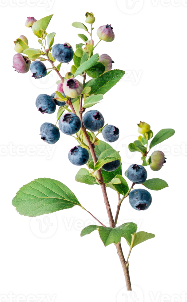 Fresh blueberries on a branch with green leaves png