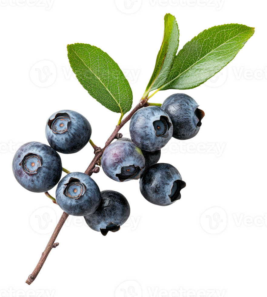 Fresh blueberries on a branch with green leaves png