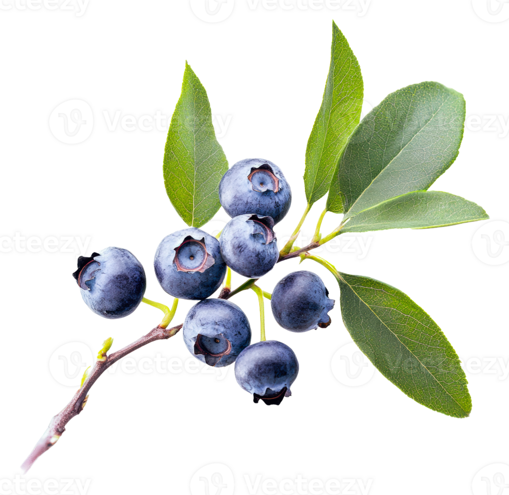 Fresh blueberries on a branch with green leaves png
