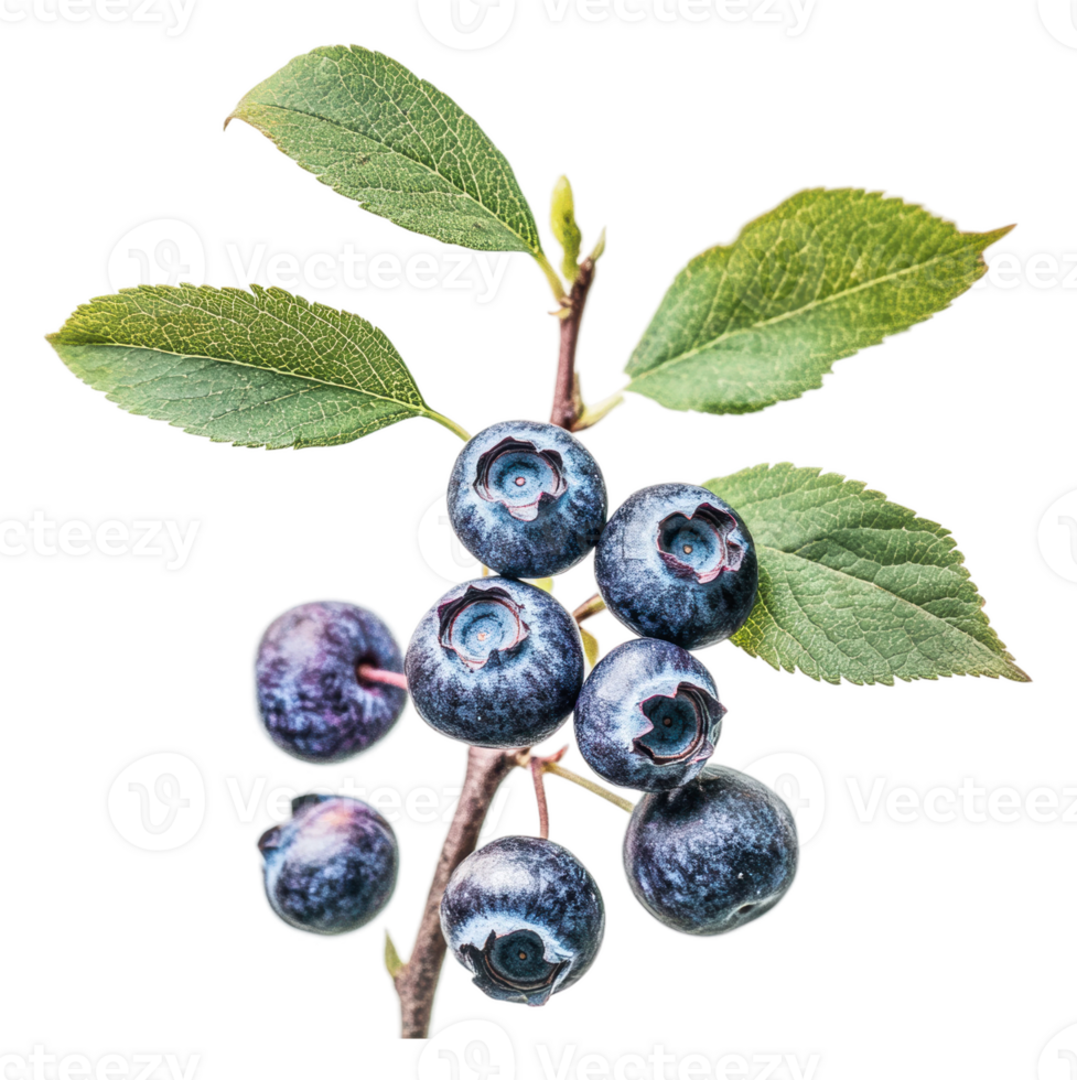 Fresh blueberries with green leaves on a branch png