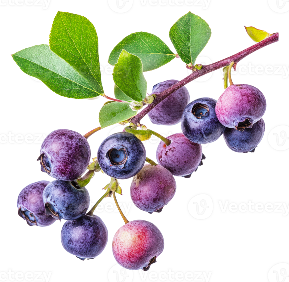 Fresh blueberries on branch close to harvest time png