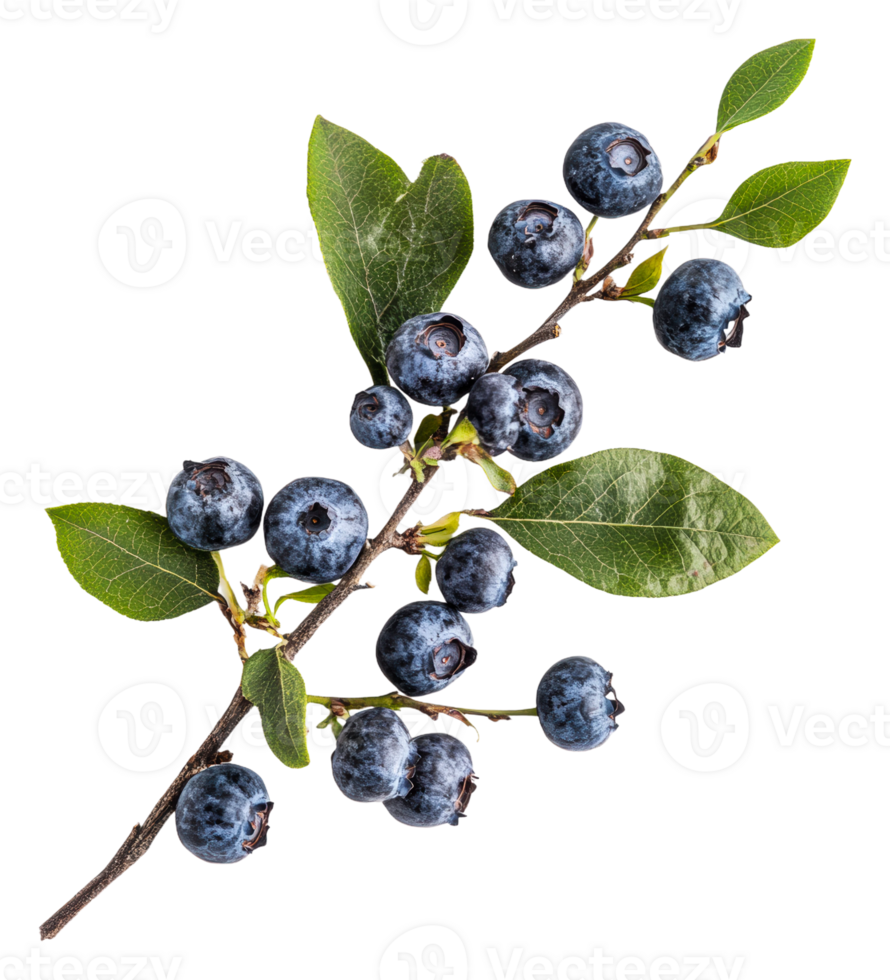 Fresh blueberries on a branch with leaves png