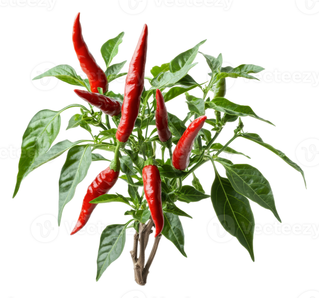 Bright red chili peppers growing on a green plant png