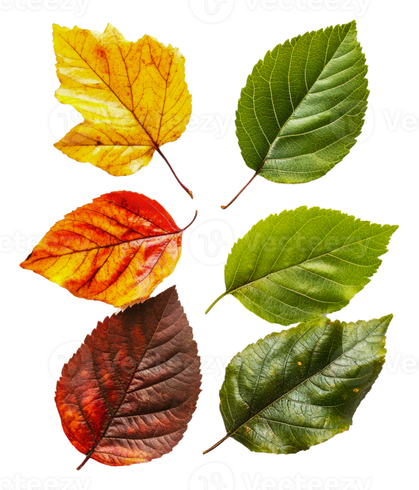 Leaves displaying seasonal color changes png