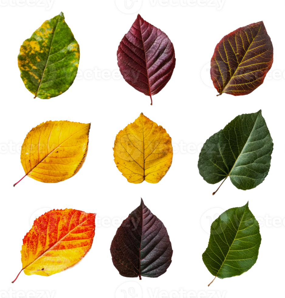 Neatly arranged autumn leaves collection png