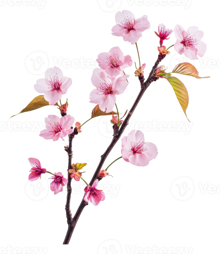 Pink cherry blossoms in bloom png