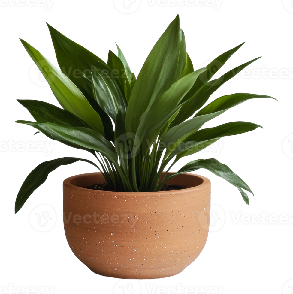 Indoor potted plant in a terracotta pot on display png