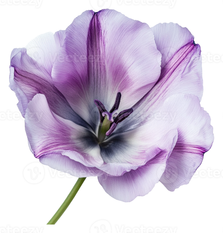 Delicate purple tulip blooming in spring garden png