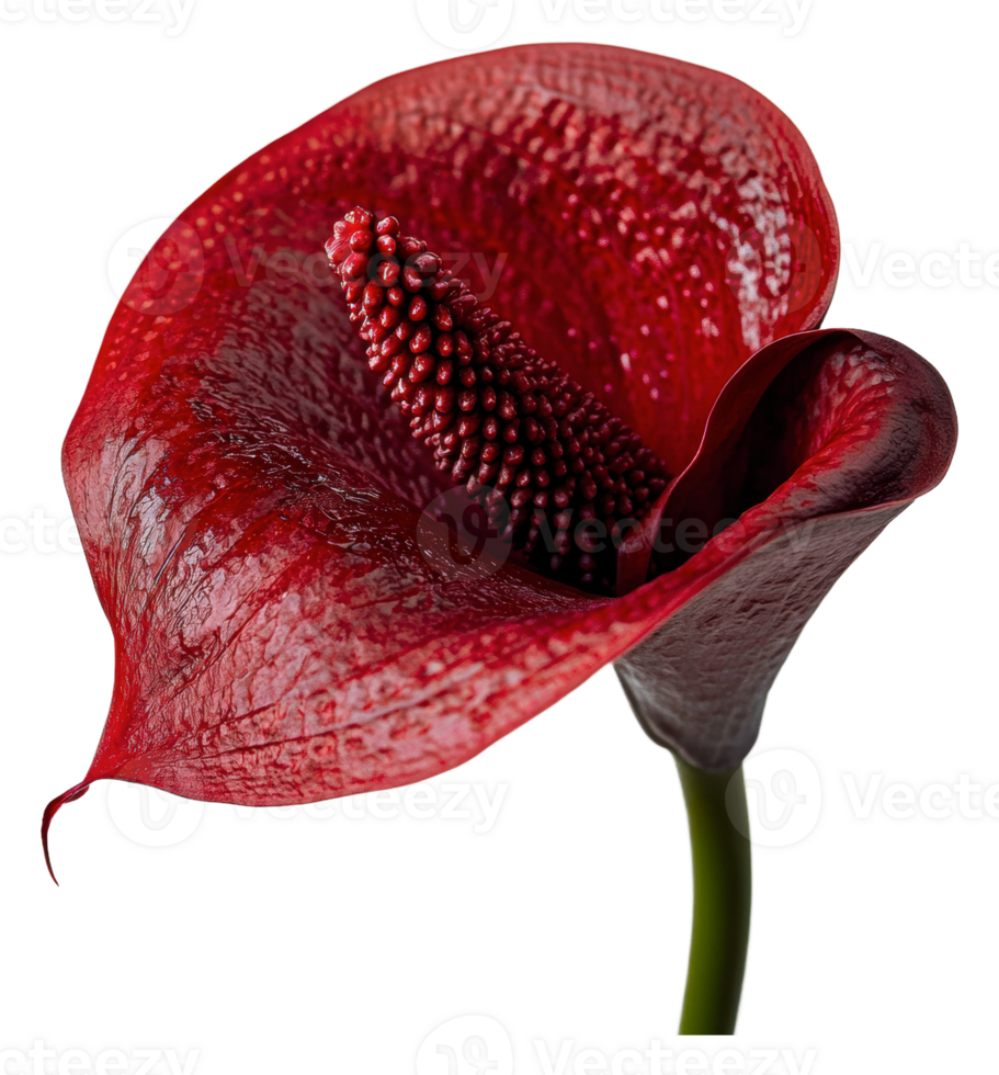 Beautiful red anthurium flower in full bloom png
