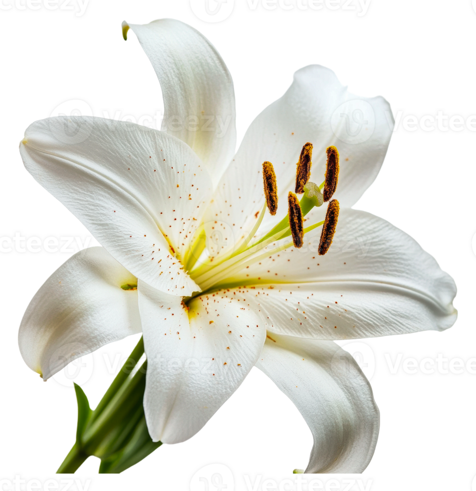 White lily flower blooming in a bright setting png