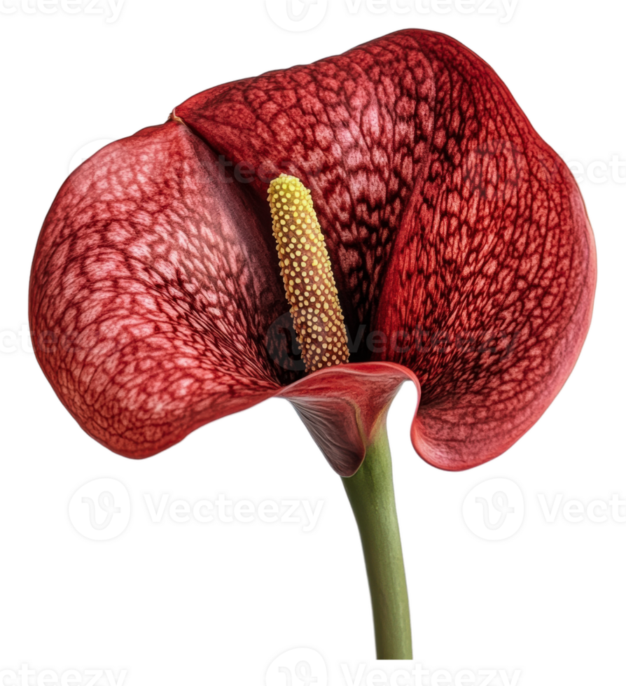 Elegant red anthurium flower close-up on display png