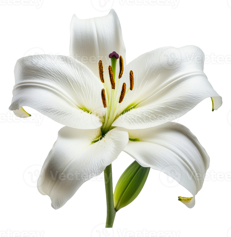 Blooming white lily with delicate petals png