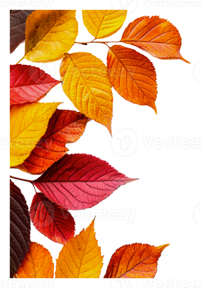 Autumn leaves on white background png