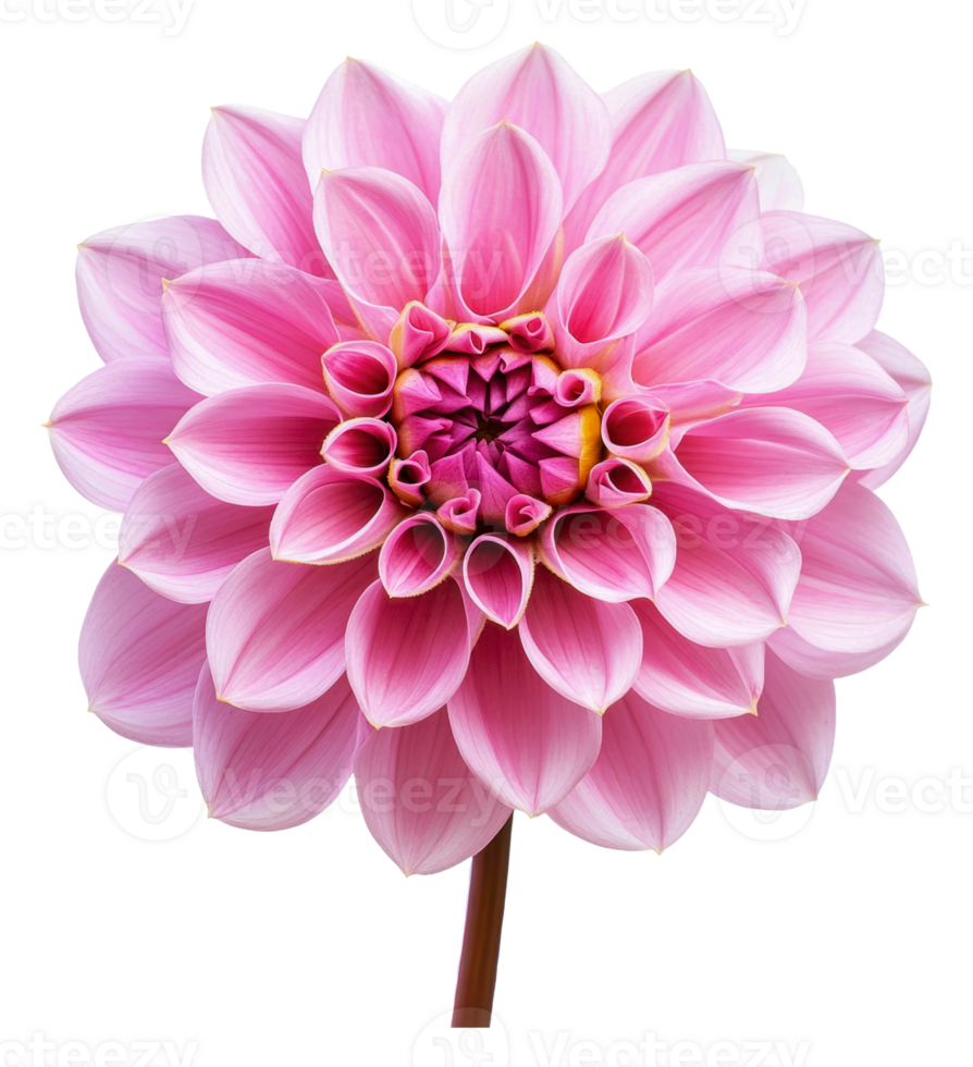 Intricate pink dahlia petal patterns png