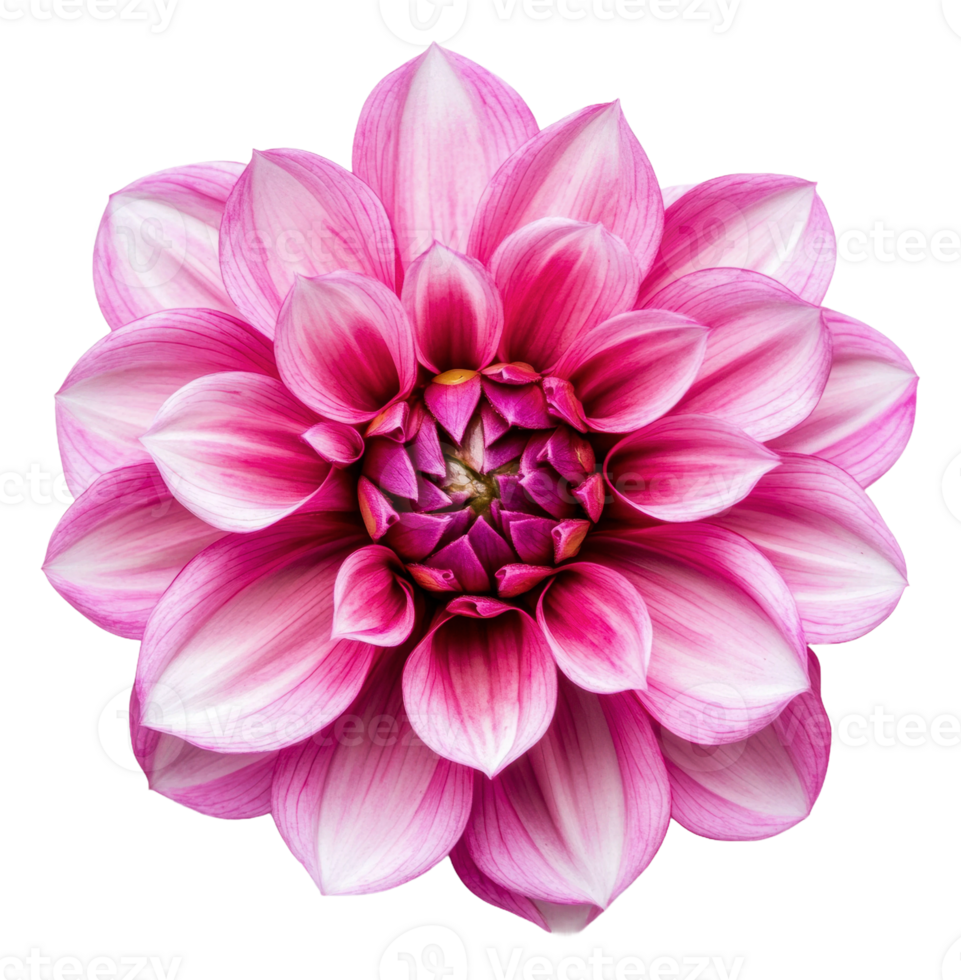 Vibrant pink dahlia blooming in spring sunlight png