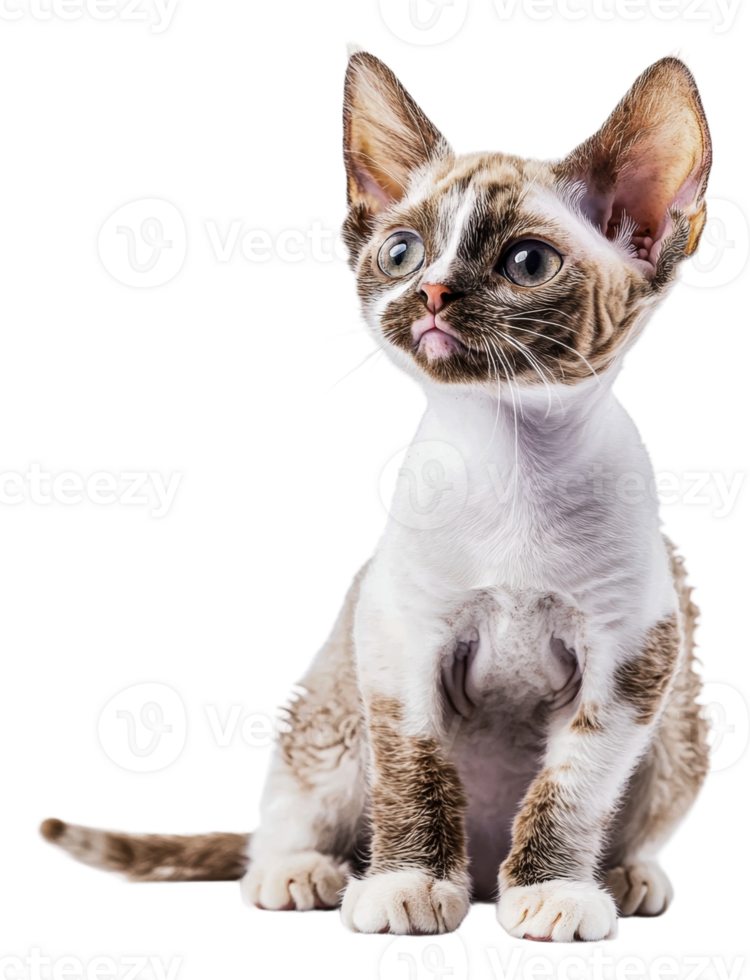 Playful kitten perched and looking curiously png