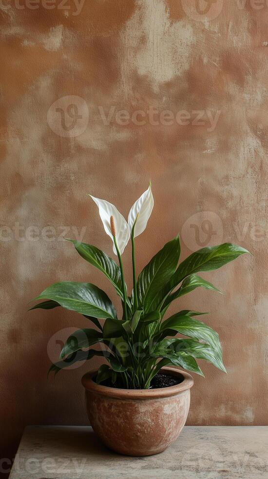 Peace lily in a stone planter on a side table surface, photorealistic photo