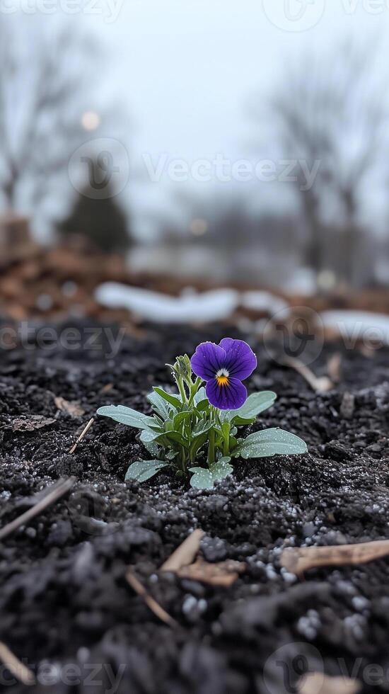 Pansy blooms peek through garden mulch during winter thaws, wallpaper art photo