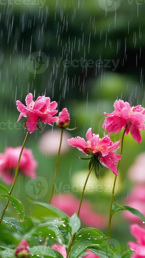 Peony stems bend under the weight of blossoms in spring rain, wallpaper art photo
