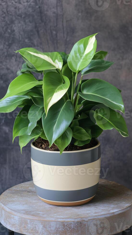 Philodendron in a ceramic pot on a plant stand shelf, wallpaper art photo