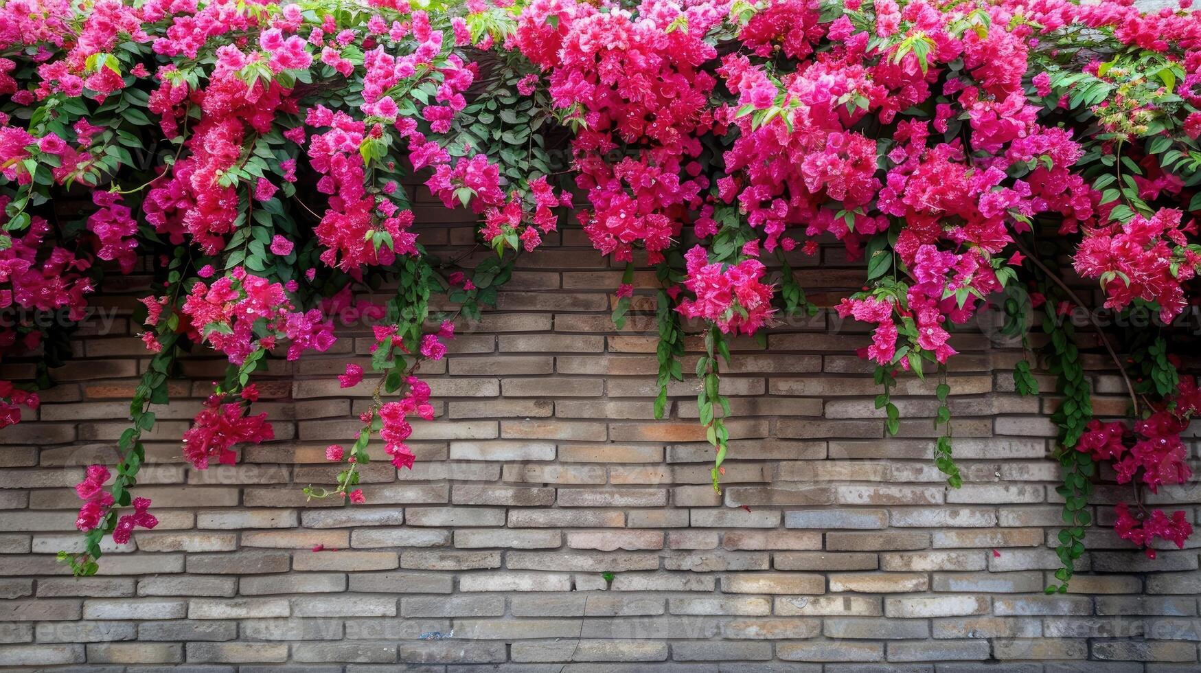 Bougainvillea flowers on a brick wall photo