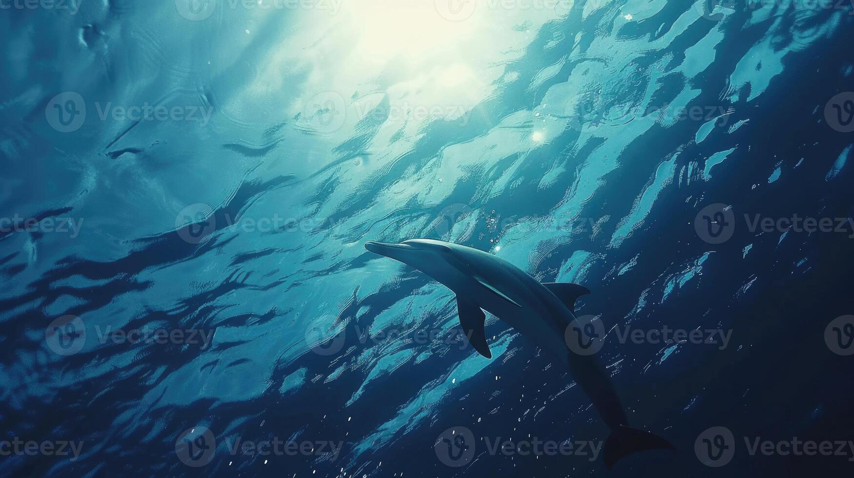A dolphin swimming in the ocean with sunlight shining on it photo