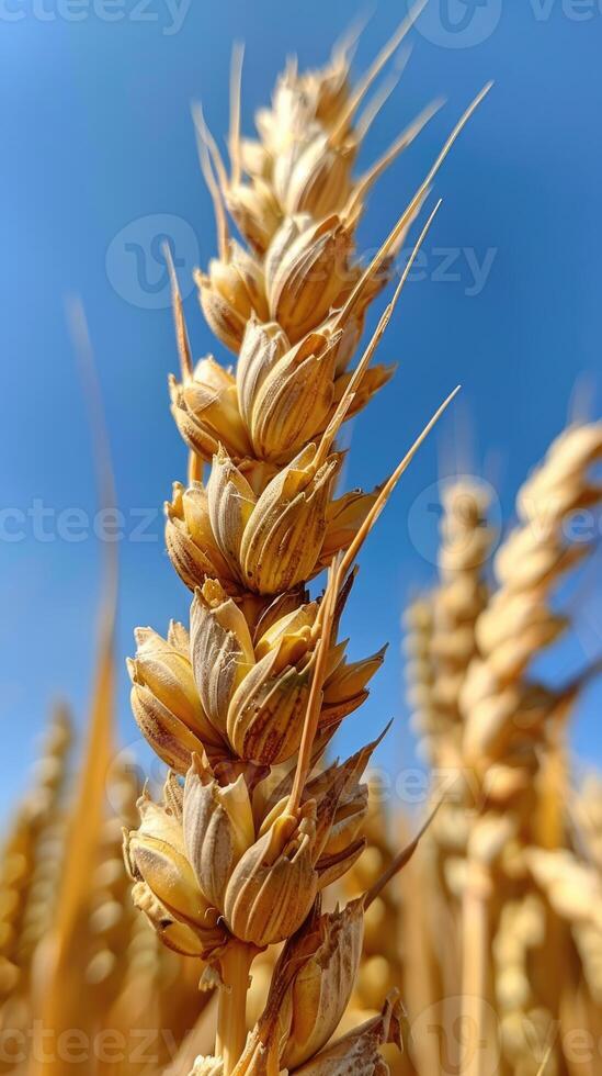Wheat is growing in a field with blue sky in the background photo