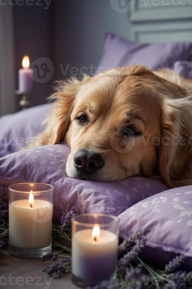 A golden retriever resting on pillows with candles and lavender, creating a cozy atmosphere. photo