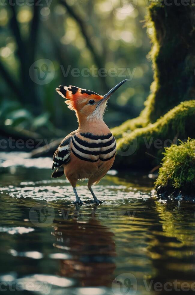 A colorful bird with a striking crest stands in shallow water surrounded by lush greenery. photo