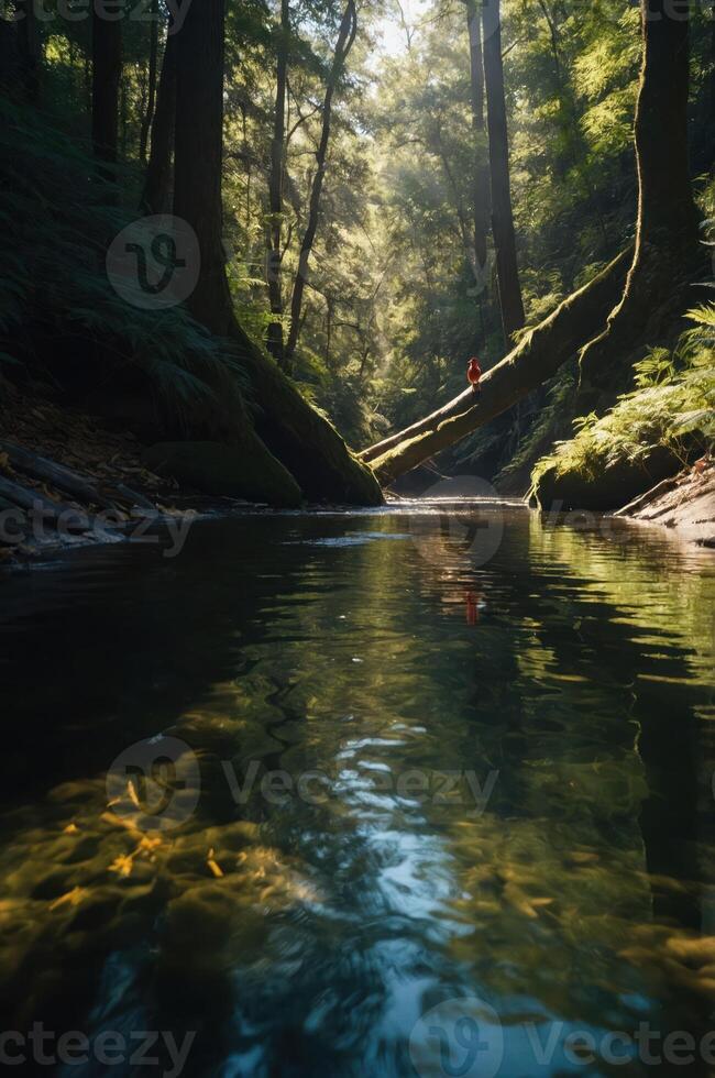 A serene forest scene with a tranquil stream and sunlight filtering through tall trees. photo