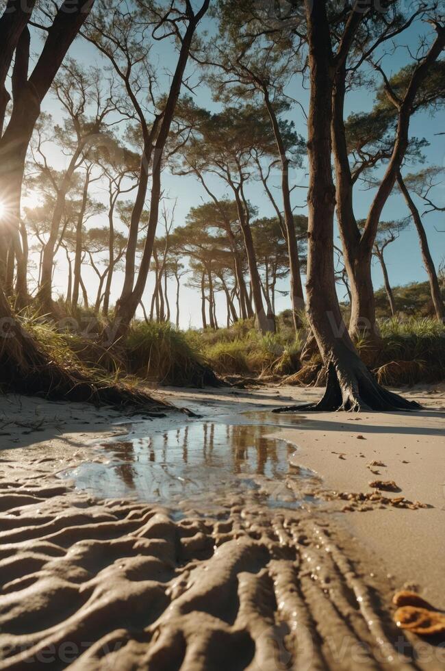 A serene beach scene with trees, sand patterns, and sunlight reflecting on water. photo